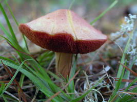 Boletus rubinellus.